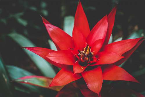 red shallow focus photography of red flower flower